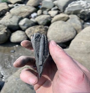 A blemnite encased in limestone is held in hand on a pebble beach, Charmouth